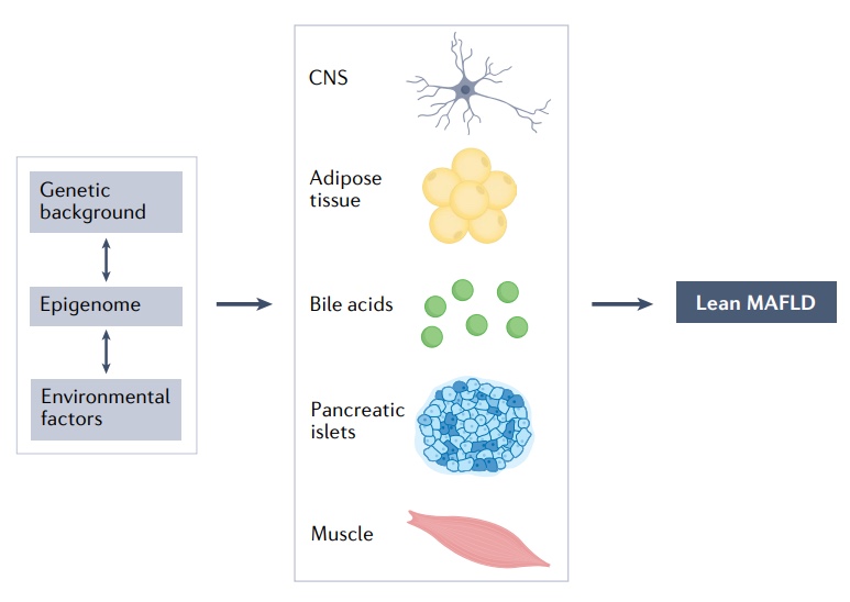 Nature綜述：近26%的瘦人也有脂肪肝，改善代謝失調(diào)是關(guān)鍵！