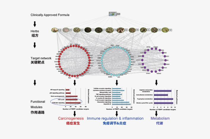 軟肝片核心網(wǎng)絡(luò)靶標(biāo)參與